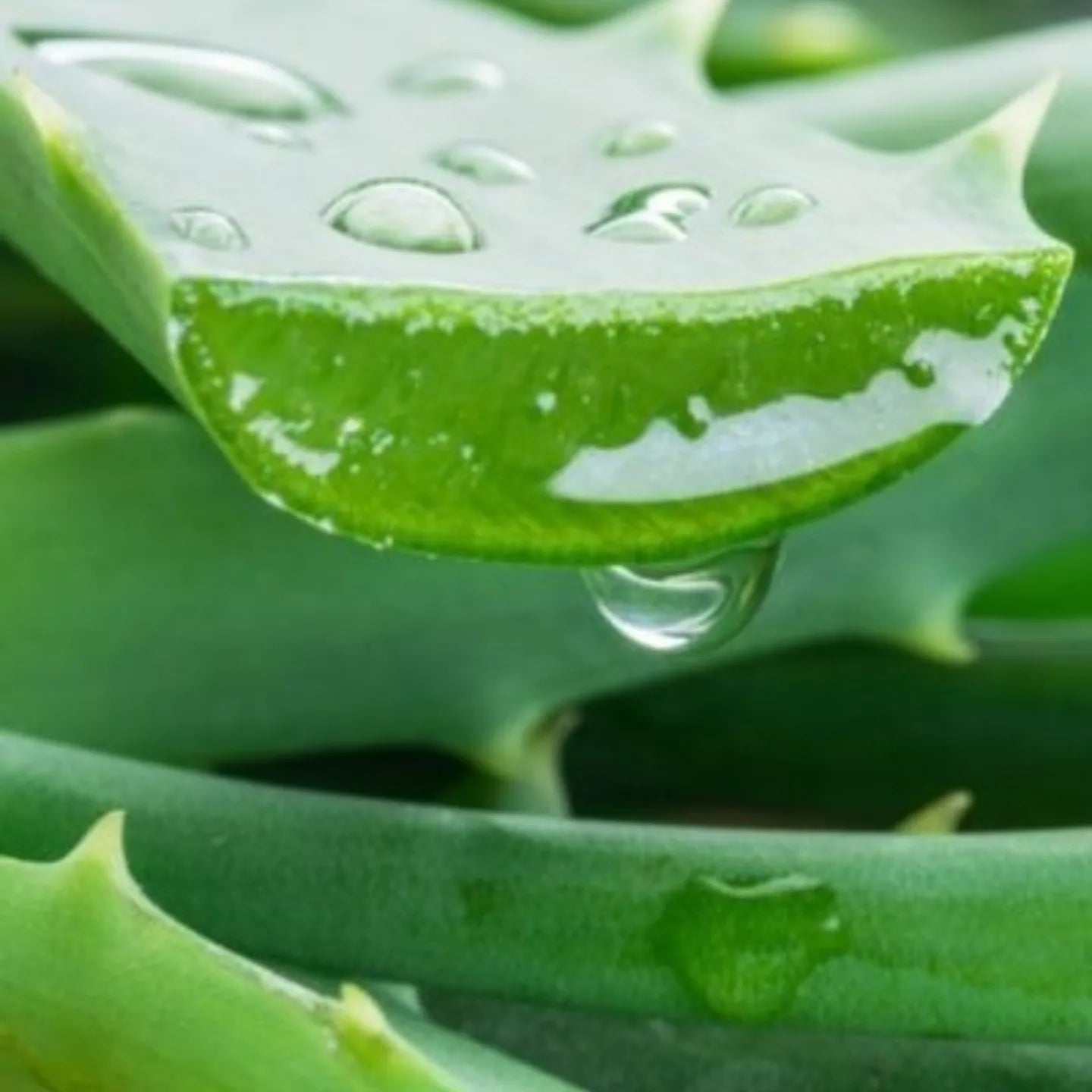 Ottie soak out centella cream💦🌵🍀
معالج الاكزيما والتحسس والاحمرار بخلاصة الصبار واوراق نبتة النمر المعجزة العلاجيه 🍀🌵💦